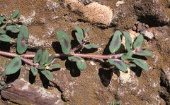 Euphorbia maculata