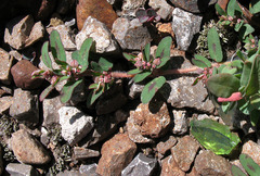 Euphorbia maculata