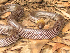 Grey-Naped Snake photo 2