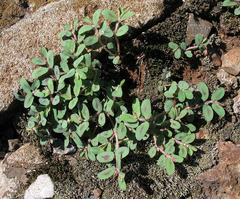 Euphorbia maculata