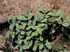 Euphorbia maculata