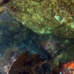 Aplodactylus arctidens