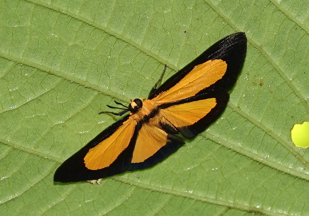 Mesenopsis briseis