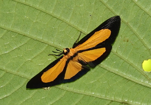 Mesenopsis briseis