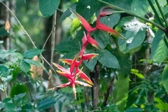 Heliconia × rauliniana
