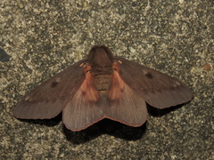 Citheronia sepulcralis