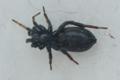 Drassyllus pusillus