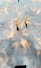 Potamogeton amplifolius