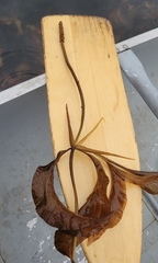Potamogeton amplifolius