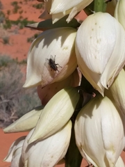 Yucca angustissima kanabensis