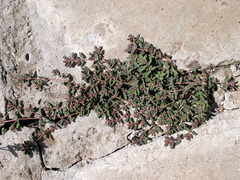 Euphorbia maculata