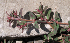 Euphorbia maculata