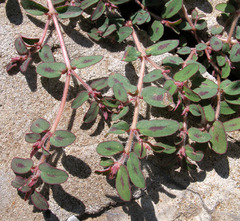 Euphorbia maculata