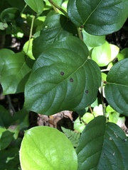 Mycosphaerella chimaphilae