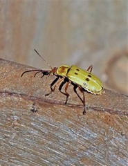 Chauliognathus octomaculatus