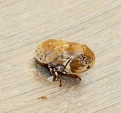 Clastoptera laevigata