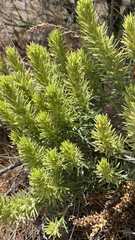 Castilleja thompsonii