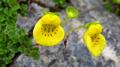 Calceolaria tenella