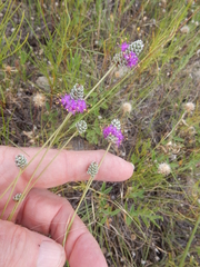 Dalea compacta