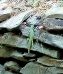 Lacerta trilineata polylepidota