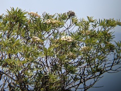 Lyonothamnus floribundus