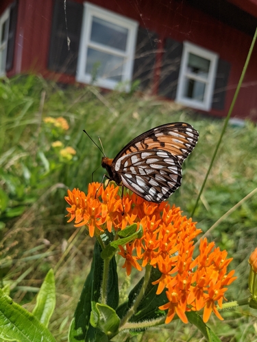 Regal Fritillary photo 5