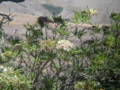 Lyonothamnus floribundus