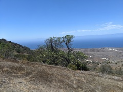 Lyonothamnus floribundus