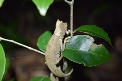 Brookesia superciliaris