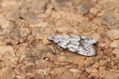 Symmoca signatella
