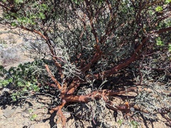 Arctostaphylos viridissima