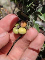 Arctostaphylos viridissima