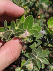 Arctostaphylos viridissima