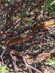 Arctostaphylos viridissima