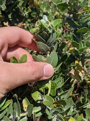 Arctostaphylos viridissima