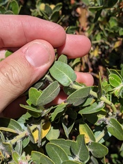 Arctostaphylos viridissima