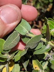Arctostaphylos viridissima