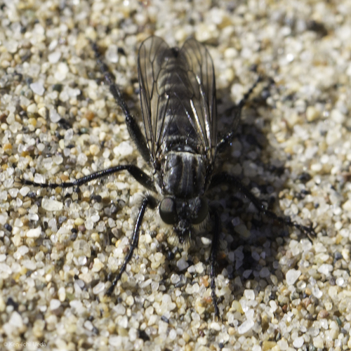 Two-striped Sandpirate
