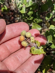 Arctostaphylos viridissima