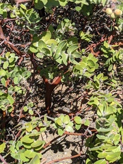 Arctostaphylos viridissima