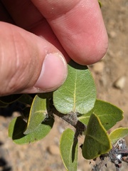 Arctostaphylos viridissima