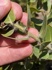 Arctostaphylos viridissima