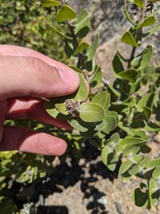 Arctostaphylos viridissima
