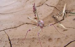Empusa guttula