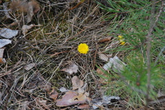 Tussilago farfara
