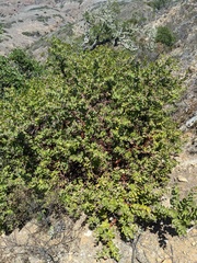 Arctostaphylos viridissima