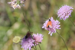 Zygaena rubicundus