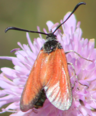 Zygaena rubicundus