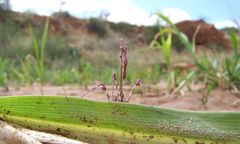 Empusa guttula