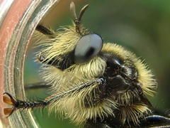 Laphria asturina
